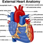 Internal structure of Human heart