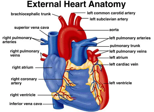 3 main functions heart, function of heart class 10, structure of heart ppt, understanding the cardiovascular system, what is the function of the lungs, function of blood vessels, structure of heart class 10, heart, structure and function, structure of mammalian heart pdf, structure of the heart worksheet, structure of cardiovascular system, internal features of heart, internal chambers of heart, external structure of heart wikipedia, clinical application of heart, internal structure of brain, right atrium structure, sulcus terminalis in heart, external anatomy of the heart posterior view, interior view of the heart,human heart, human heart diagram, human heart images, human heart drawing, structure of human heart, human heart weight, weight of human heart, human heart diagram class 10, normal human heart rate, how many chambers are there in human heart, diagram of human heart, human heart chambers, human heart structure, function of human heart, human heart emoji, how many chambers in human heart, human heart diagram easy, human heart price in indian rupees, internal structure of human heart, how to draw human heart, human heart price, human heart class 10, price of human heart, human heart beat per minute, human heart picture, first human heart transplant, section of human heart, human heart rate, human heart diagram and function, chambers in human heart, human heart define, human heart labelled diagram, size of human heart, human heart cost,