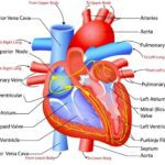 External structure of the human heart