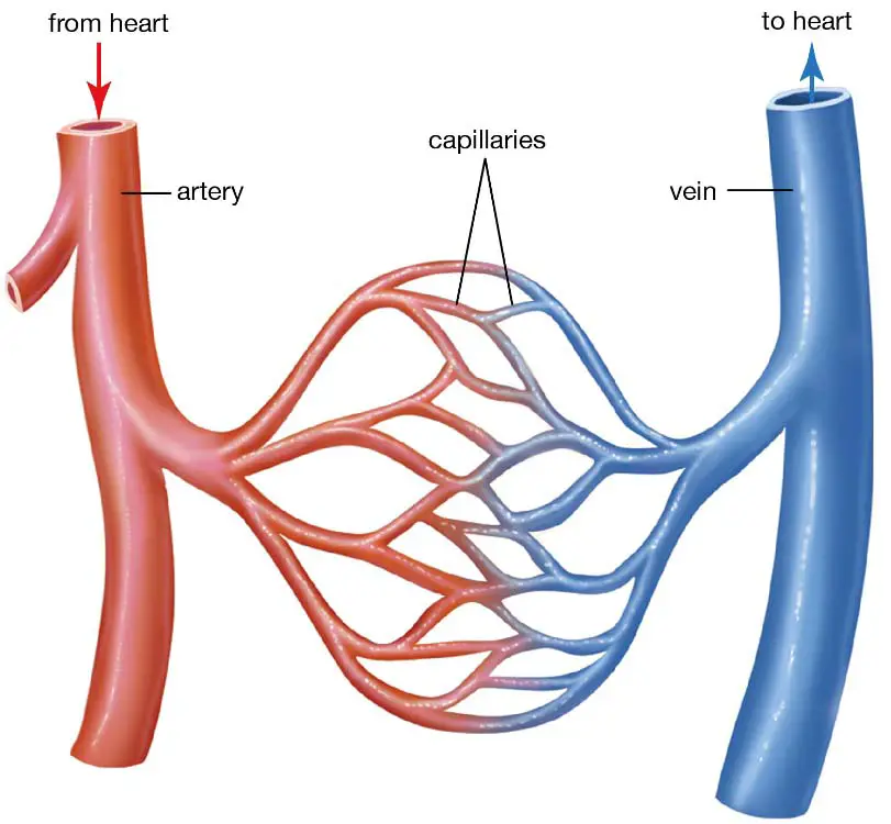 3 types of Blood Vessels in the body