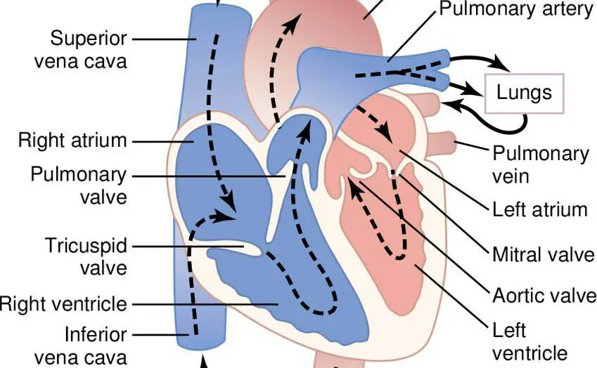 blood circulation in heart steps, blood circulation in heart flowchart, blood supply of heart, 18 steps of blood flow through the heart, circulatory system, heart diagram, blood circulation diagram, blood pumping through the heart, blood flow through the heart quizlet, how does blood flow through the body, blood circulation in human heart pdf, how do heart work, anatomy heart, the beating sound your heart makes comes from, blood circulation in heart steps, cardiovascular system cycle, what does the blood carry, circulation of blood through the body, circulation of blood diagram, circulatory system organs, circulatory system for kids, circulatory system in malayalam, heart pumping blood through body, human heart diagram and function, circulatory system facts, parts of the heart and their functions,