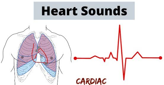 The Magic of Heart Sounds