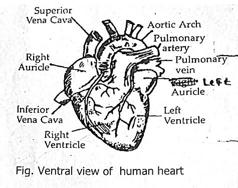 3 main functions heart, function of heart class 10, structure of heart ppt, understanding the cardiovascular system, what is the function of the lungs, function of blood vessels, structure of heart class 10, heart, structure and function, structure of mammalian heart pdf, structure of the heart worksheet, structure of cardiovascular system, internal features of heart, internal chambers of heart, external structure of heart wikipedia, clinical application of heart, internal structure of brain, right atrium structure, sulcus terminalis in heart, external anatomy of the heart posterior view, interior view of the heart,human heart,
human heart diagram,
human heart images,
human heart drawing,
structure of human heart,
human heart weight,
weight of human heart,
human heart diagram class 10,
normal human heart rate,
how many chambers are there in human heart,
diagram of human heart,
human heart chambers,
human heart structure,
function of human heart,
human heart emoji,
how many chambers in human heart,
human heart diagram easy,
human heart price in indian rupees,
internal structure of human heart,
how to draw human heart,
human heart price,
human heart class 10,
price of human heart,
human heart beat per minute,
human heart picture,
first human heart transplant,
section of human heart,
human heart rate,
human heart diagram and function,
chambers in human heart,
human heart define,
human heart labelled diagram,
size of human heart,
human heart cost,